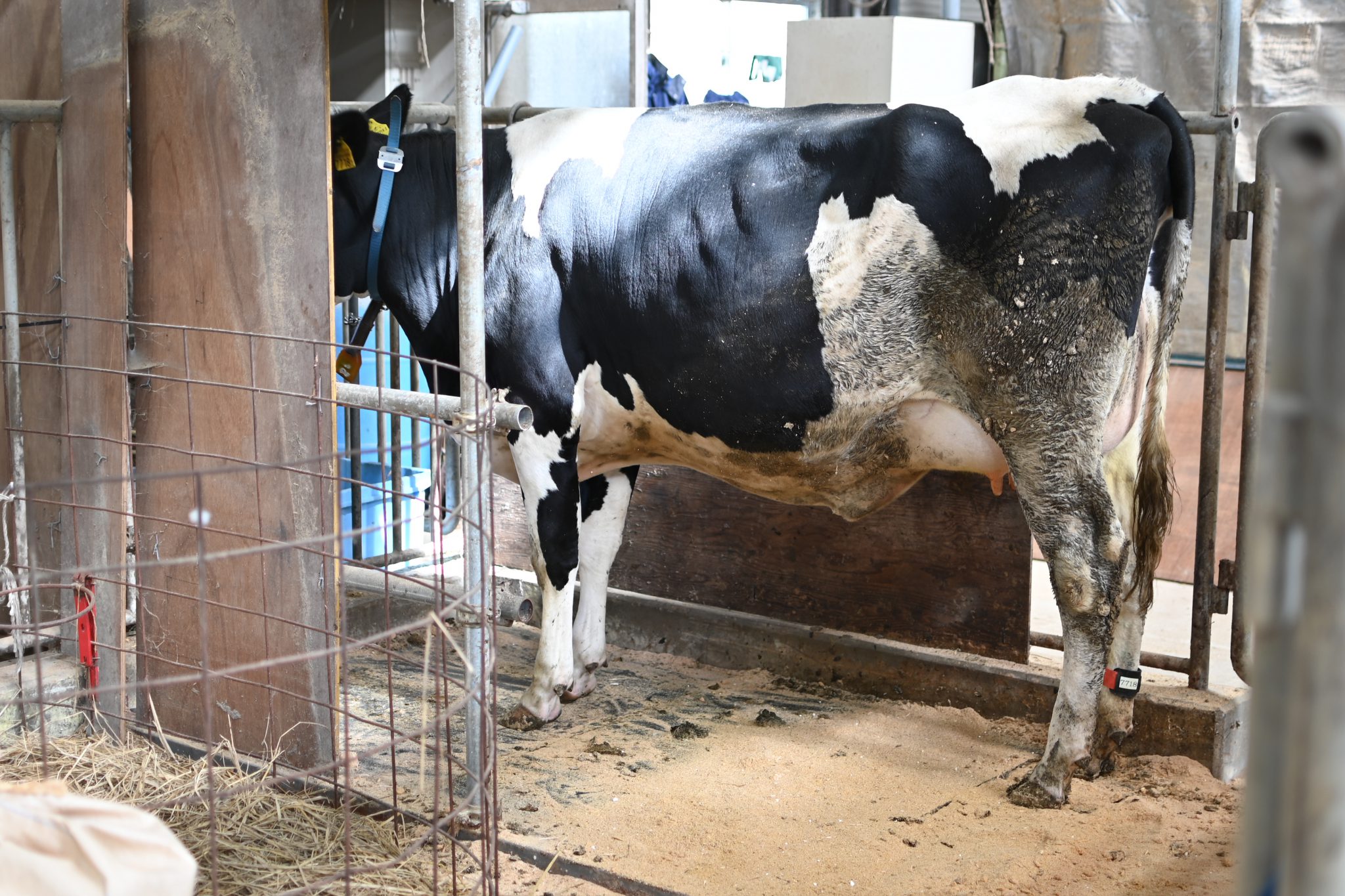 シートで乳牛の分娩兆候を感知　精度は95%超　監視が30分に短縮　静岡県畜産技術研究所