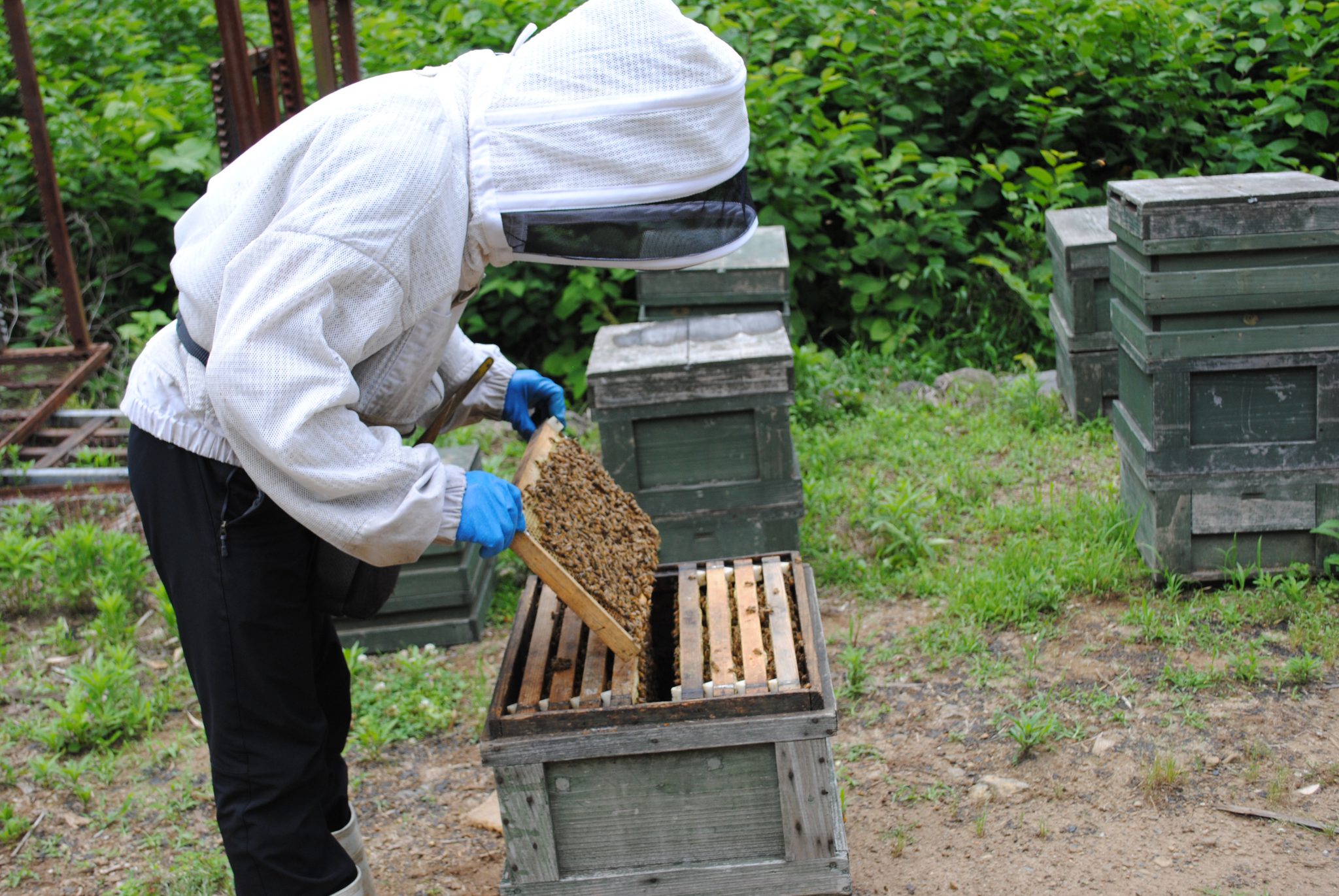 収入保険加入で経営リスク低減　採蜜地で蜂蜜を特産に　村上康裕さん・伊豆の国市