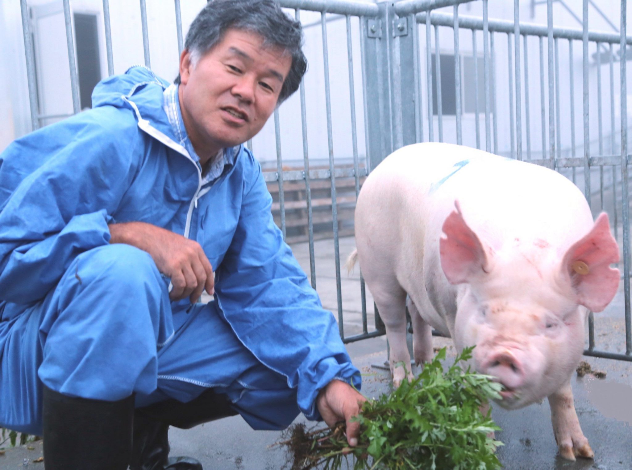 繁殖から肥育、精液の供給・生産・凍結　後輩で豚の肉質改善　新品種の開発に注力　アグー復活に寄与　独自ブランド造りも　桑原康さん・富士宮市