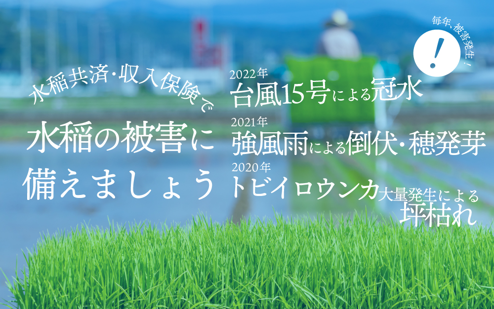 水稲の被害に備えましょう